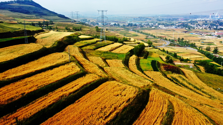 西北高原所燕麦品种高燕16获得国家植物新品种?；と? />
										<div   id=